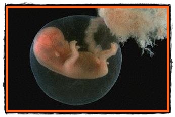 Anexe embrionare vezicula ombilicala alantoida cordonul ombilical