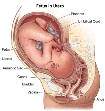 Anexele embrionare in sarcina